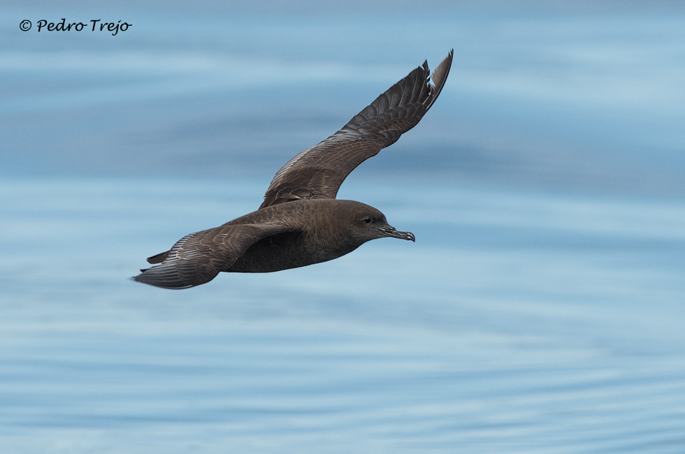 Pardela sombria (Puffinus griseus)